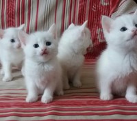 Самый лучший подарок к праздникам-белый маленький комочек) Милые кошечки ждут лю. . фото 3