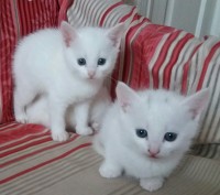 Самый лучший подарок к праздникам-белый маленький комочек) Милые кошечки ждут лю. . фото 4