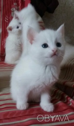 Самый лучший подарок к праздникам-белый маленький комочек) Милые кошечки ждут лю. . фото 1