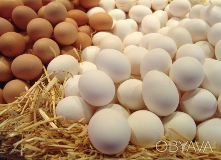 Продаём оптом куриные яйца категории С-1 , С-0 .
"Добра несушка". 
цена за дес. . фото 1