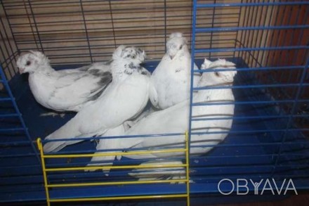 Продам голуби Узбеки, Кизил капкан, Чини капкан, Челкарі. Всю інформацію розпові. . фото 1