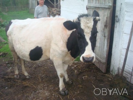 Продам чорно-рябу корову(більше білого).Спокійна, доїться легко. Корова з четвер. . фото 1