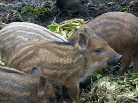Эта порода считается элитной из травоядных свиней У свиней породы мангал генетич. . фото 1