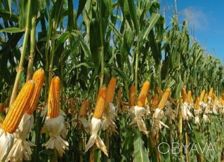 Семена кукурузы Даниил
1 п. о. - 80000 семян

Даниил – среднеспелый гибрид ку. . фото 1