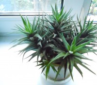 Продам комнатные растения  Хавортии (2 видов Жемчужная и Клейкая) по 25 гривен з. . фото 2