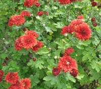 Продаю бордовую хризантему. Цветет с июля и до морозов небольшими обильными цвет. . фото 4