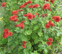 Продаю бордовую хризантему. Цветет с июля и до морозов небольшими обильными цвет. . фото 3