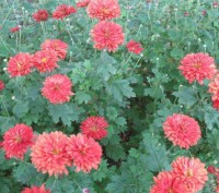Продаю бордовую хризантему. Цветет с июля и до морозов небольшими обильными цвет. . фото 2