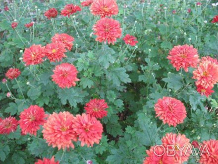 Продаю бордовую хризантему. Цветет с июля и до морозов небольшими обильными цвет. . фото 1