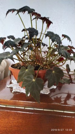 Комнатные растения молодые в хороших вазонах, с хорошим грунтом, цены договорные. . фото 3