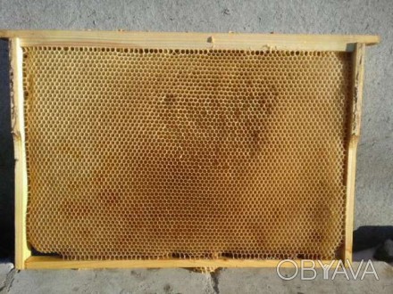 Продам суш на бджолярську рамку  300 мм системи ДАДАН . Відстроєнна рамка із дер. . фото 1