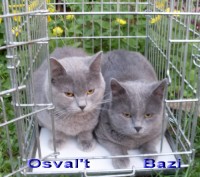 Британский и Шотландский короткошерстные коты классического голубого окраса пред. . фото 4