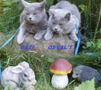 Британский и Шотландский короткошерстные коты классического голубого окраса пред. . фото 3