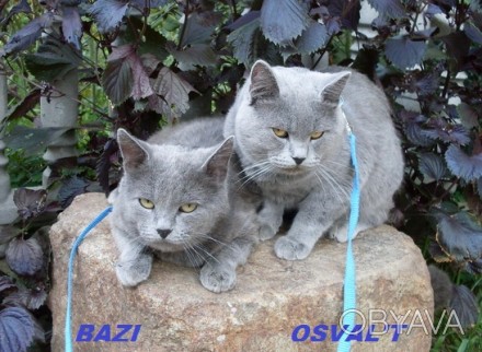 Британский и Шотландский короткошерстные коты классического голубого окраса пред. . фото 1
