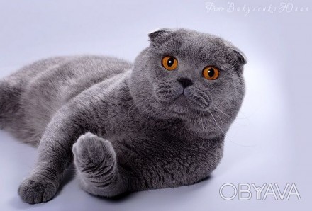 Очаровательный шотландский кот (вислоухий) с очень красивыми природными данными,. . фото 1