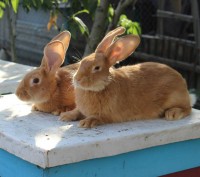 Продам молодняк кроликов породы Французкий баран, окрас: чёрный, гавана. А так ж. . фото 6