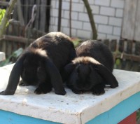 Продам молодняк кроликов породы Французкий баран, окрас: чёрный, гавана. А так ж. . фото 5