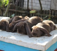 Продам молодняк кроликов породы Французкий баран, окрас: чёрный, гавана. А так ж. . фото 4