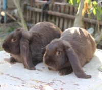 Продам молодняк кроликов породы Французкий баран, окрас: чёрный, гавана. А так ж. . фото 2