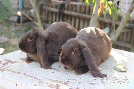 Продам молодняк кроликов породы Французкий баран, окрас: чёрный, гавана. А так ж. . фото 1