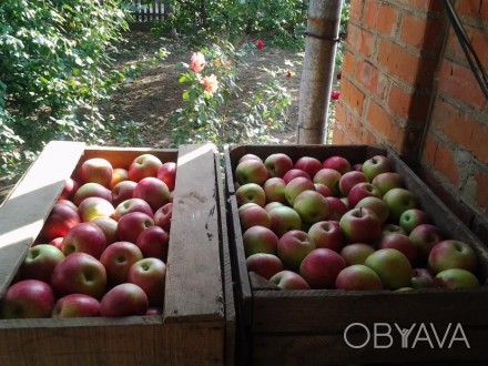 Продам домашние яблоки зимних сортов, экологически чистые, . 13 ящиков.. . фото 1