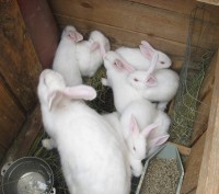 Продам породистых крольчат Бельгийский Обер белого окраса возраст два месяца.. . фото 2