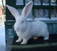 Продам породистых крольчат Бельгийский Обер белого окраса возраст два месяца.. . фото 3