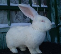 Продам породистых крольчат Бельгийский Обер белого окраса возраст два месяца.. . фото 5