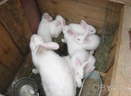 Продам породистых крольчат Бельгийский Обер белого окраса возраст два месяца.. . фото 1