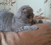 Британский кот ищет кошечку для вязки. Очень ласковый, умный и красивый кот. Дае. . фото 2