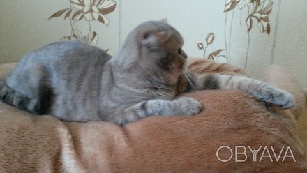 Британский кот ищет кошечку для вязки. Очень ласковый, умный и красивый кот. Дае. . фото 1