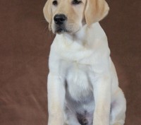 Предлагаем к продаже щенков Лабрадора Ретривера, рожденных 20.10.16 от красивой . . фото 6