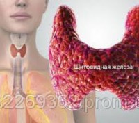  
	
	
	
	монастырский чай для лечения щитовидной железы
	
	
	
О щитовидной желез. . фото 4