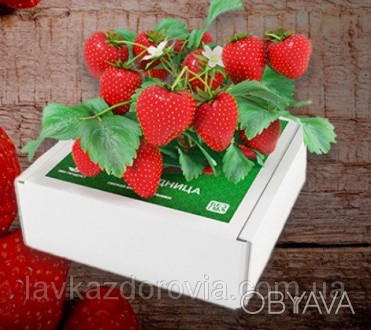 Что такое Чудо Ягодница?
Это уникальная технология выращивания ягод в домашних (. . фото 1