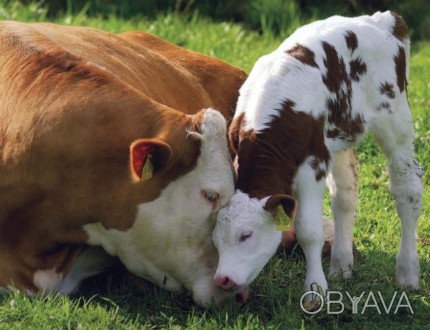 Агрофирма реализует коров, телок и бычков породы Красно-пестрый Голштин и Черно-. . фото 1