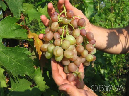 Продам черенки столового винограда Алый-2.
Красивая красно-фиолетовая ягода.
П. . фото 1