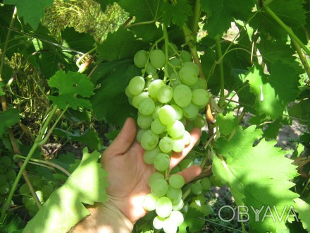 Продам черенки винограда Ванюша.
Ранний вкусный красивый.. . фото 1