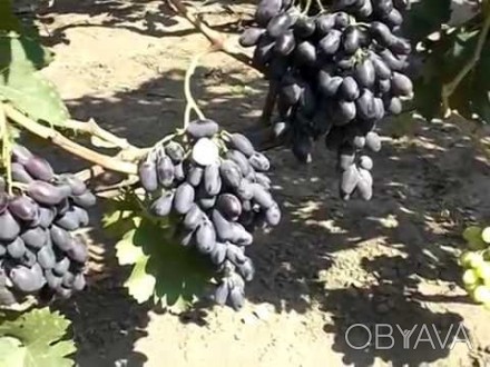 Продам черенки винограда Джованни.
Очень ранний.красивая синяя ягода.. . фото 1