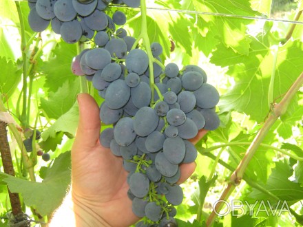 Продам черенки винограда Молдова.
Поздний - для хранения.
Лучший зимний сорт.. . фото 1