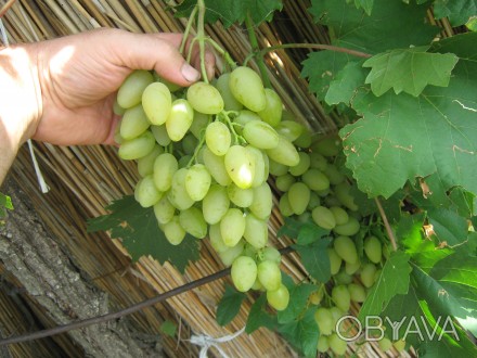 Продам большое количество черенков винограда Мускат летний.
Ранне-средний сорт.. . фото 1