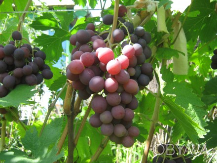 Продам черенки винограда Нина.
Ранний очень вкусный сладкий с мягкой шкуркой.
. . фото 1