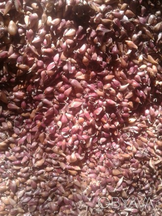 Семена чеснока (ВОЗДУШКА) сорта 