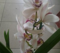 Цимбидиум относится к наземным орхидеям. В отличие от фаленопсиса и других эпифи. . фото 2