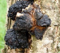 «Березовый гриб Чага» - диетическая добавка, природный биогенный стимулятор, пол. . фото 3
