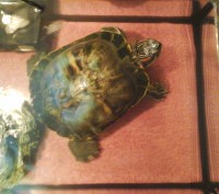 Продам красноухую черепаху, возраст - 3 года, девочка, полностью здоровая. Цена . . фото 3