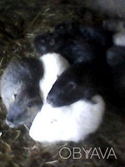 Маю 5 місячних самців чорного, білого, срібного, стандартного окрасу буду радий . . фото 1