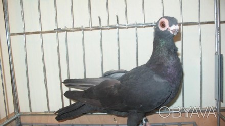 Продам голуби бельгійські чорні.. . фото 1