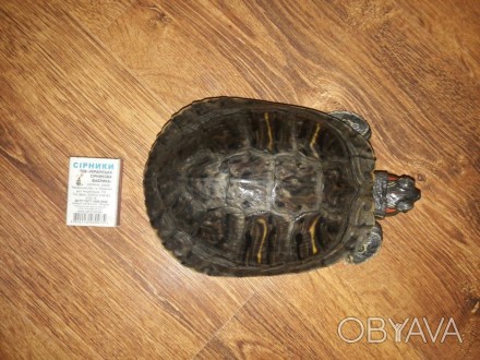 Продається червоновуха черепаха, вік 3 роки. Активна, любить поїсти, харчується . . фото 1