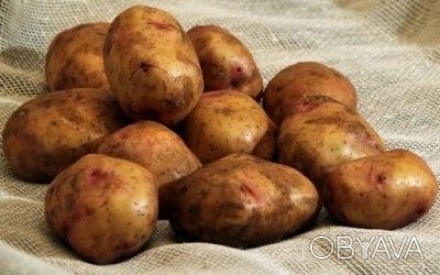Продам домашню картоплю , від 3 мішків ціна 4 грн. за кілограм, менше за домовле. . фото 1