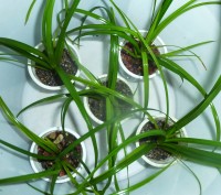 Низькорослі рослини(передній план).
Анубіас нана від 20грн
Лілеопсіс бразилійс. . фото 5
